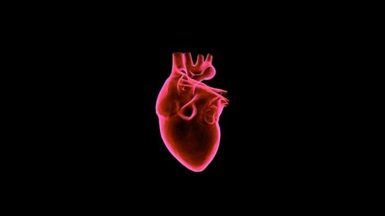 Mengenal Fungsi Jantung dan Cara Merawatnya